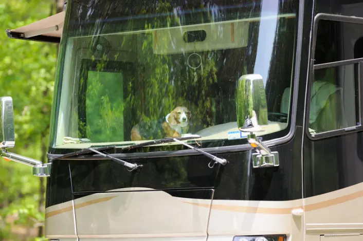 A dog sitting cool and comfortable inside the cockpit of a parked RV thanks to the owners buying the best temperature monitor they could.