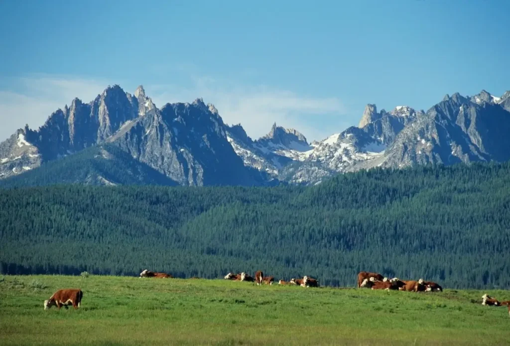 The Sawtooth Mountains in Idaho from a lush pasture filled with grazing cattle.