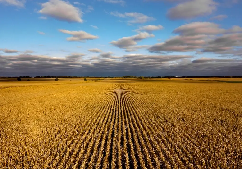 A big, flat cornfield in Iowa stretching to the horizon.