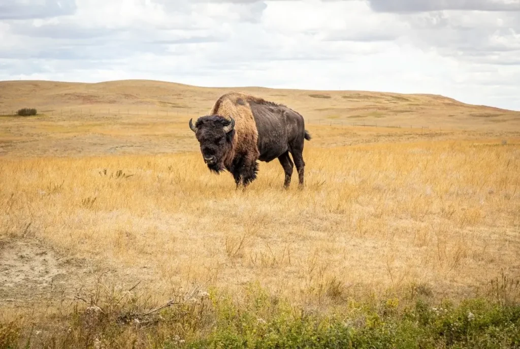 A bison standing in the grasslands of Theodore Roosevelt National Park in North Dakota.